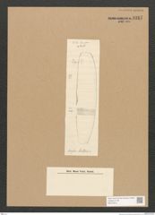 Diatomeae indet. Zeichnungen Sammlung Grunow Nr. 3317 (NHMW-BOT-W0370814)